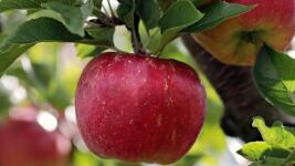 jablko apple-2788616 1280